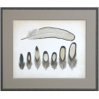 Vintage Feathers IX Sale