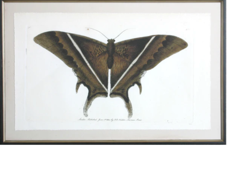 Antique Moth I Online Hot Sale