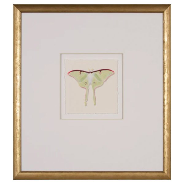 Watercolor Moth IV Discount