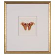 Watercolor Moth II Online Sale