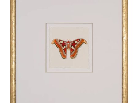 Watercolor Moth II Online Sale