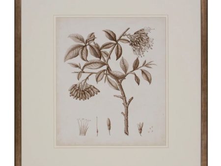 Antique Sepia Botanical I Supply