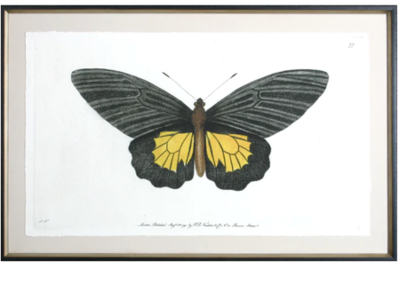 Antique Moth II For Sale