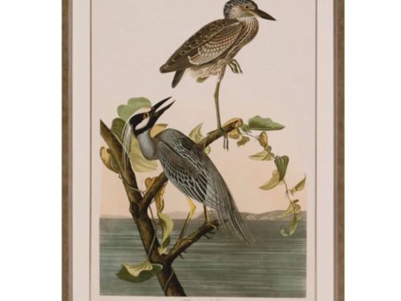 Yellow-Crowned Heron Online Hot Sale