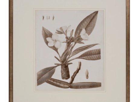 Antique Sepia Botanical II Online Sale