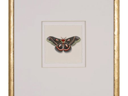 Watercolor Moth III Cheap