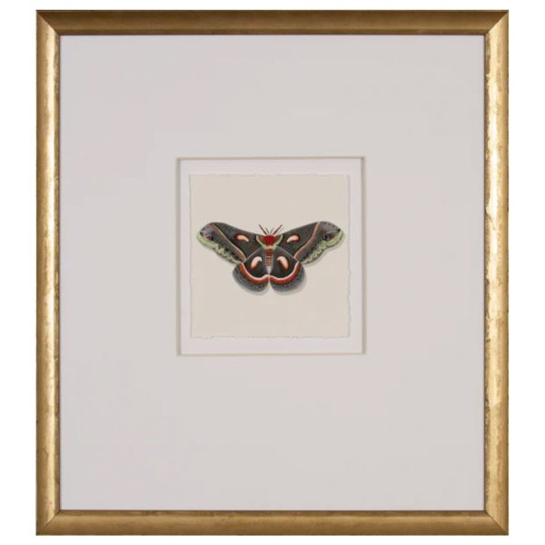 Watercolor Moth III Cheap