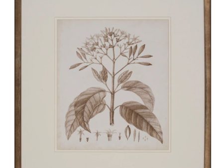 Antique Sepia Botanical III on Sale