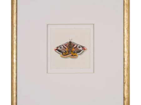 Watercolor Moth I Sale