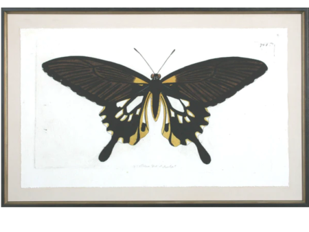 Antique Moth III Sale