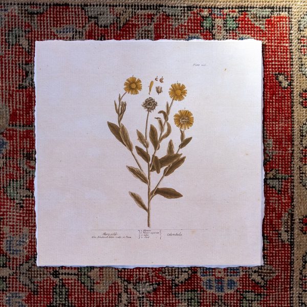 Vintage Botanicals | Marigolds For Sale