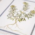 Vintage Bordered Botanicals | Chamaepytis Online now