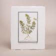 Vintage Bordered Botanicals | Chamaepytis Online now