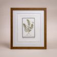 Vintage Bordered Botanicals | Chamaepytis Online now