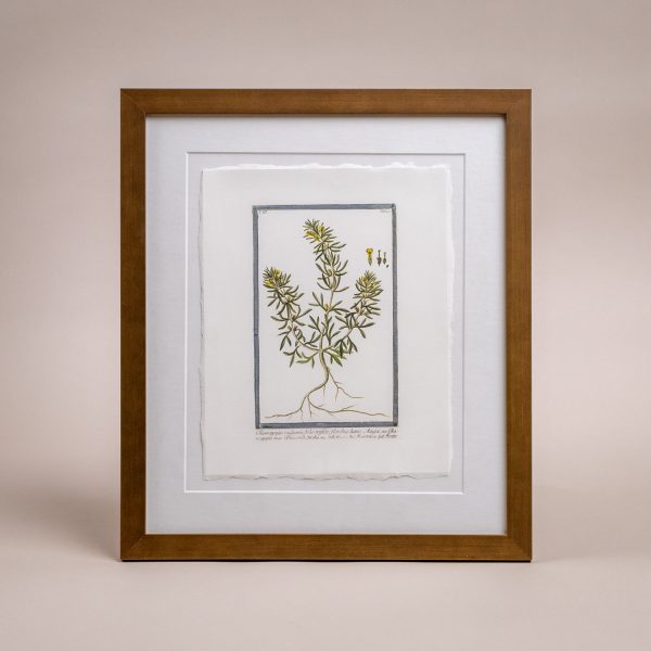 Vintage Bordered Botanicals | Chamaepytis Online now